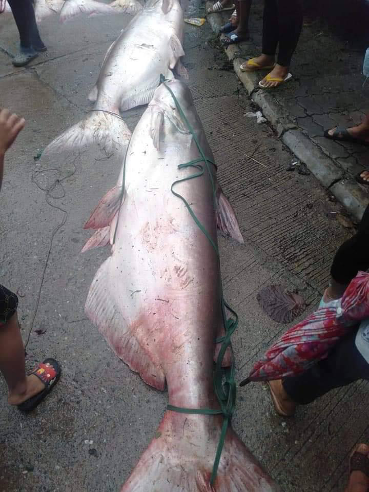 จับปลาในเขตอภัยทาน จับปลาในเขตอภัยทาน