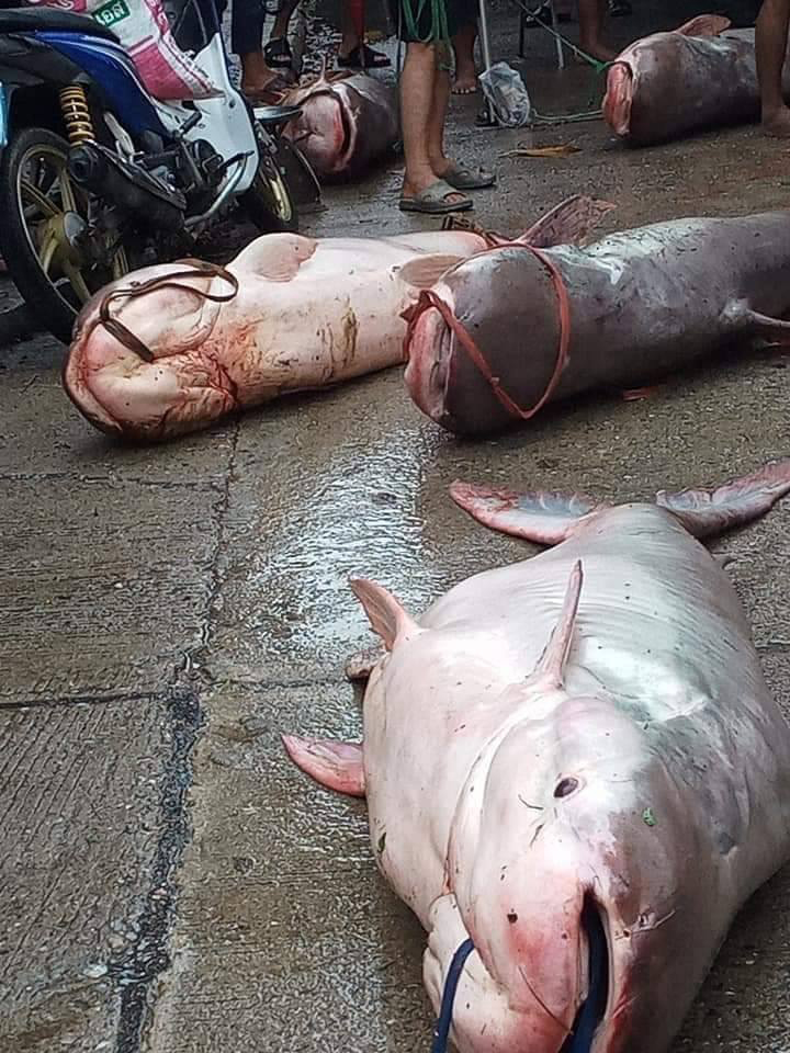 จับปลาในเขตอภัยทาน จับปลาในเขตอภัยทาน