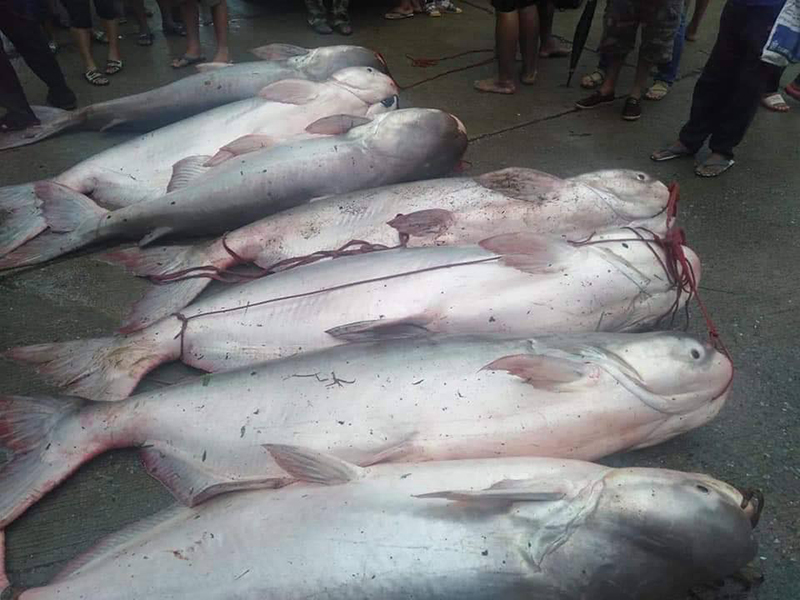 จับปลาในเขตอภัยทาน จับปลาในเขตอภัยทาน