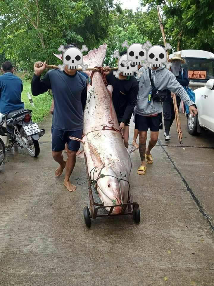 จับปลาในเขตอภัยทาน จับปลาในเขตอภัยทาน