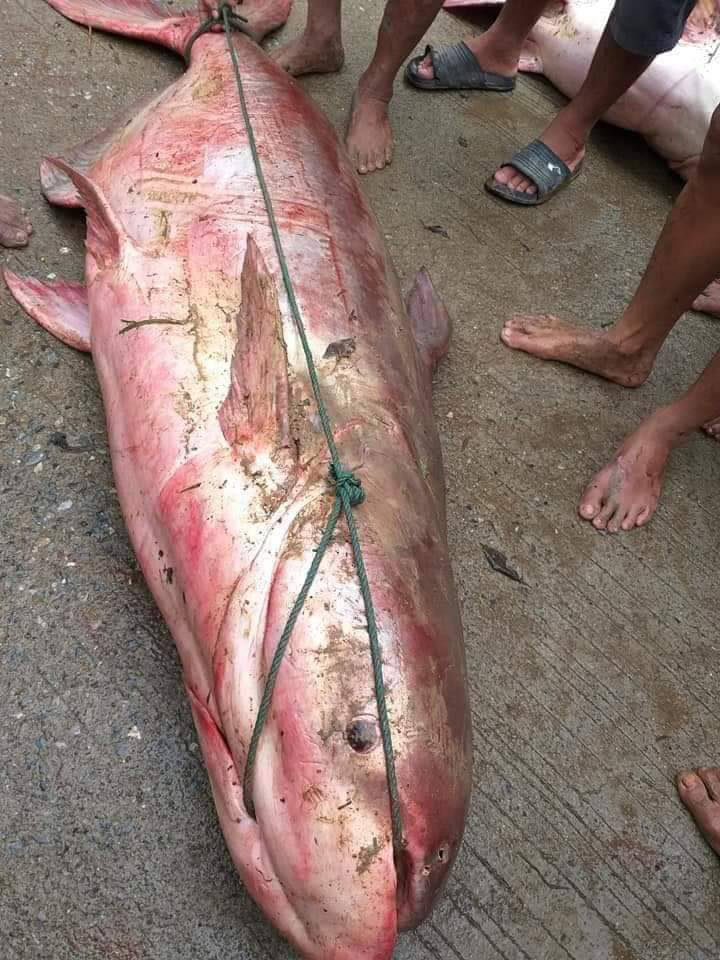 จับปลาในเขตอภัยทาน จับปลาในเขตอภัยทาน