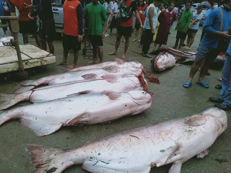 จับปลาในเขตอภัยทาน จับปลาในเขตอภัยทาน