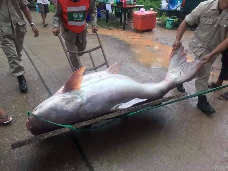 จับปลาในเขตอภัยทาน จับปลาในเขตอภัยทาน