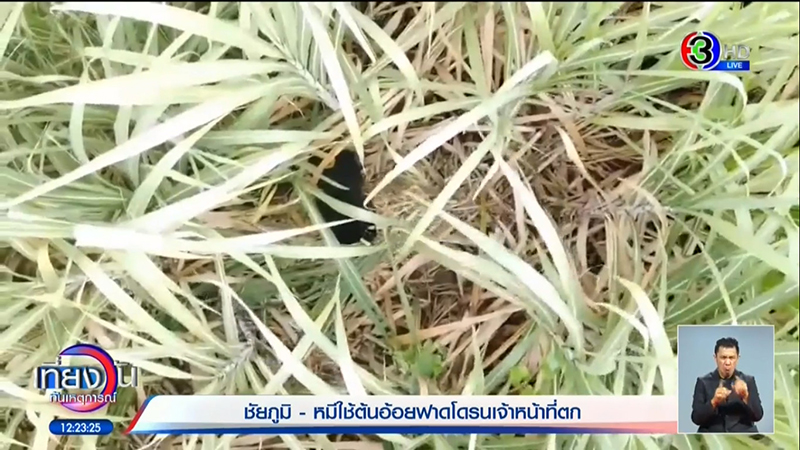 ล่าหมีควาย ล่าหมีควาย