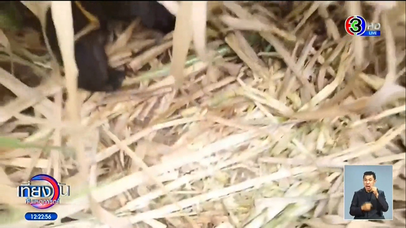 ล่าหมีควาย ล่าหมีควาย