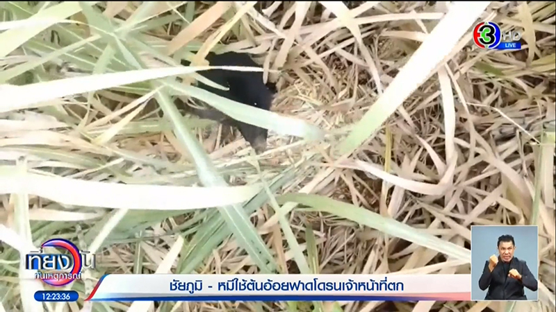 ล่าหมีควาย ล่าหมีควาย