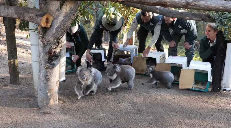 โคอาลา โคอาลา