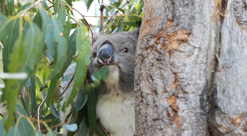 โคอาลา โคอาลา