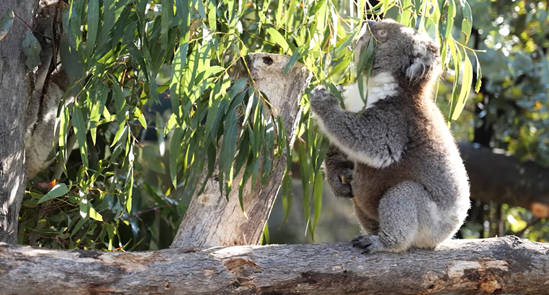 โคอาลา โคอาลา