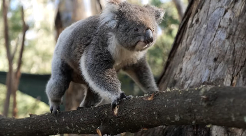 โคอาลา โคอาลา