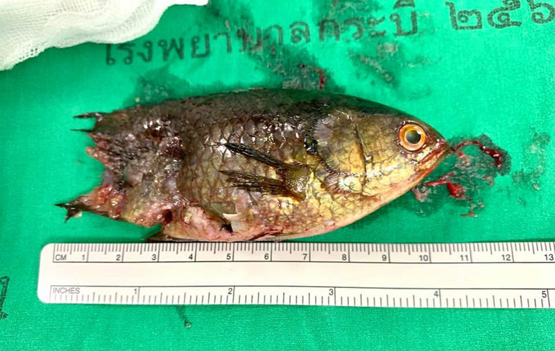 ปลาหมอหลุดลงคอ ปลาหมอหลุดลงคอ