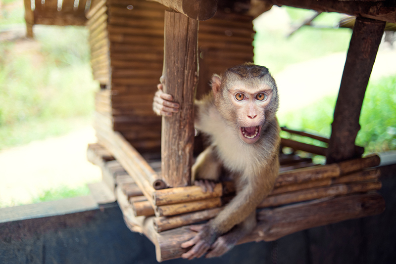 โควิด 19 โควิด 19