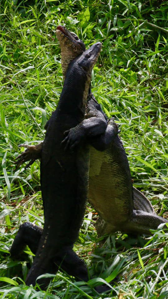 เหี้ยกอดกัน เหี้ยกอดกัน