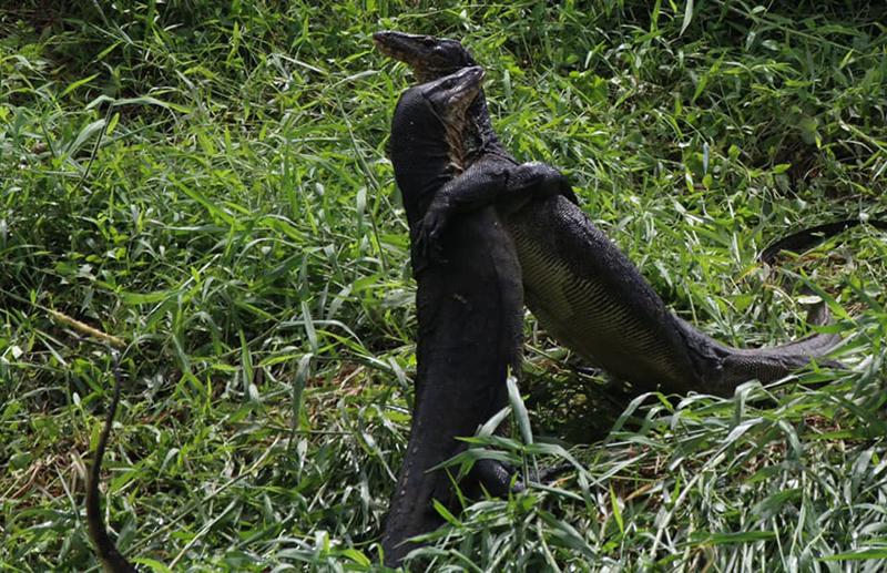 เหี้ยกอดกัน เหี้ยกอดกัน