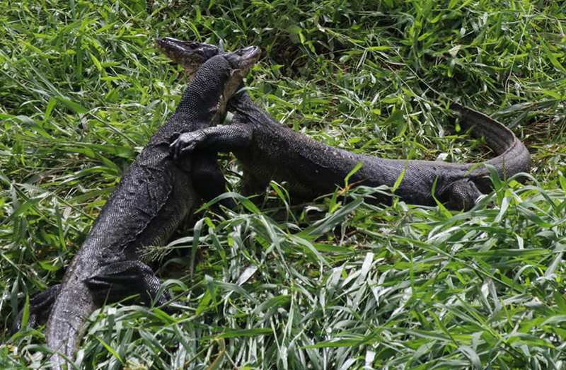 เหี้ยกอดกัน เหี้ยกอดกัน