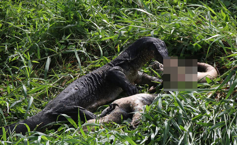 เหี้ยกอดกัน เหี้ยกอดกัน