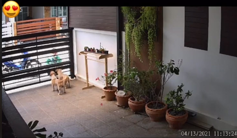 ไลน์แมนให้อาหารหมา ไลน์แมนให้อาหารหมา