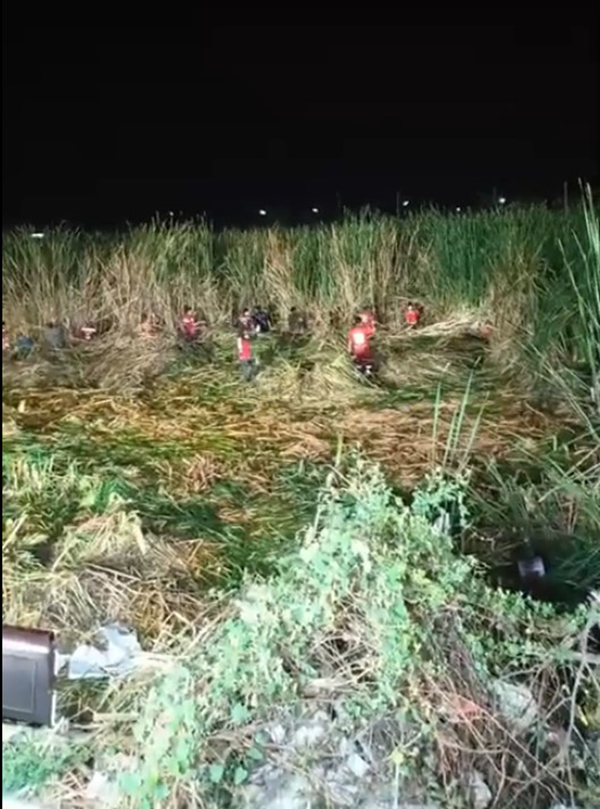 นกอีโก้ง นกอีโก้ง