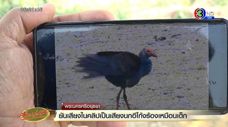 นกอีโก้ง นกอีโก้ง