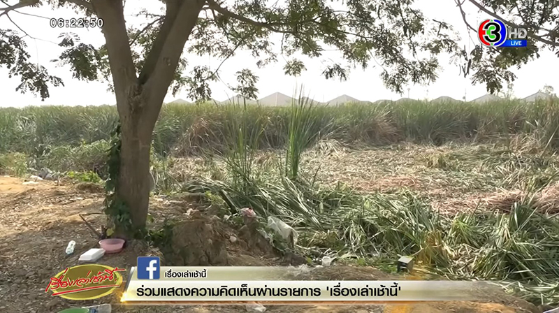 นกอีโก้ง นกอีโก้ง