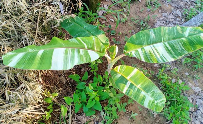 ต้นกล้วยใบด่าง ต้นกล้วยใบด่าง