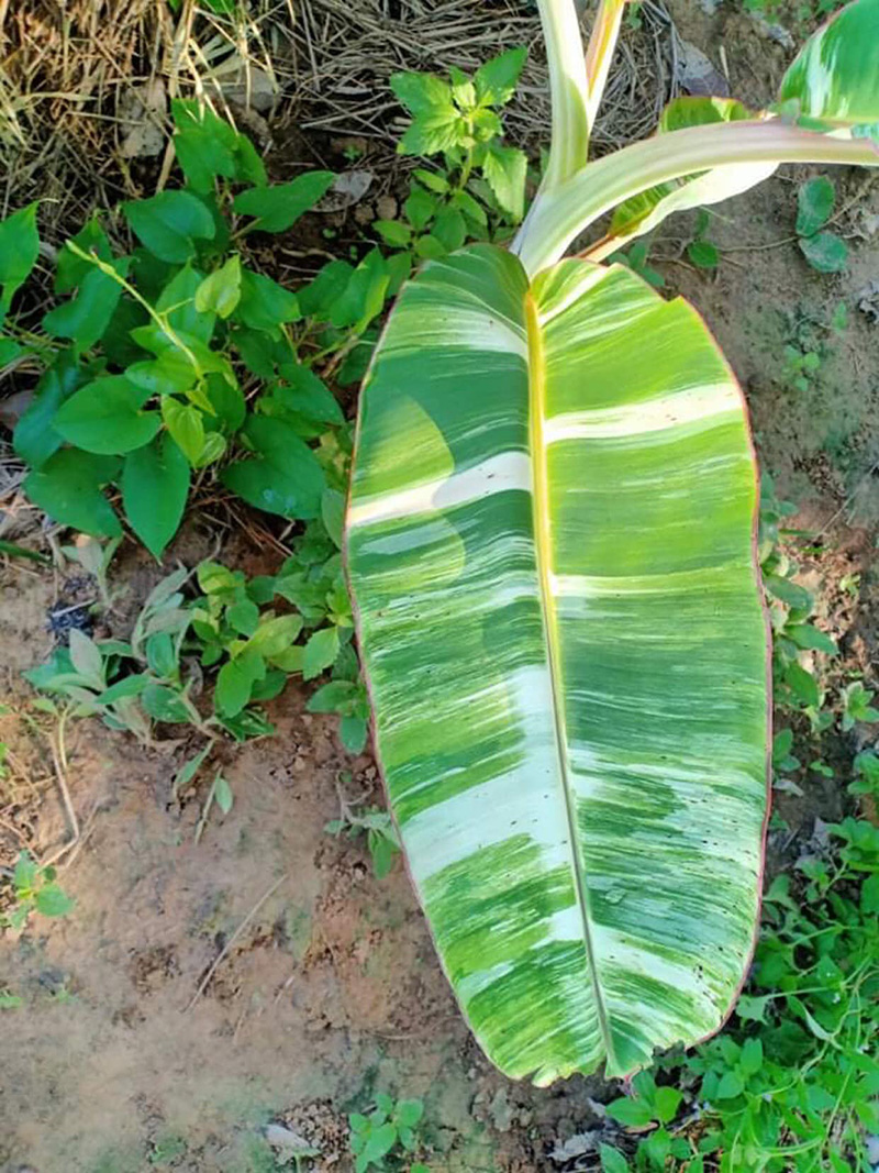 ต้นกล้วยใบด่าง ต้นกล้วยใบด่าง