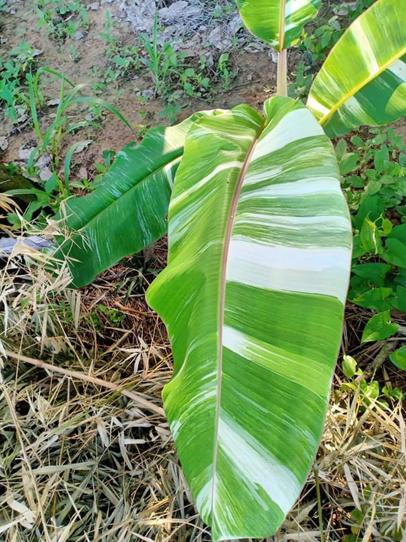 ต้นกล้วยใบด่าง ต้นกล้วยใบด่าง