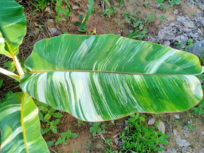 ต้นกล้วยใบด่าง ต้นกล้วยใบด่าง