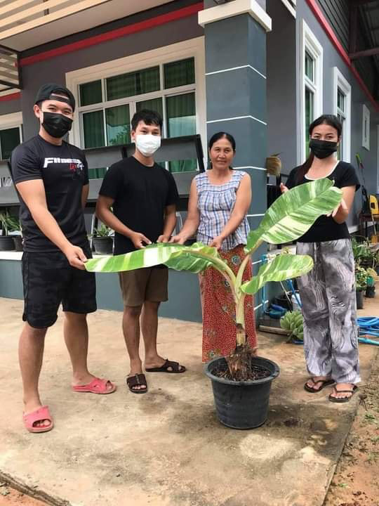 ต้นกล้วยใบด่าง ต้นกล้วยใบด่าง