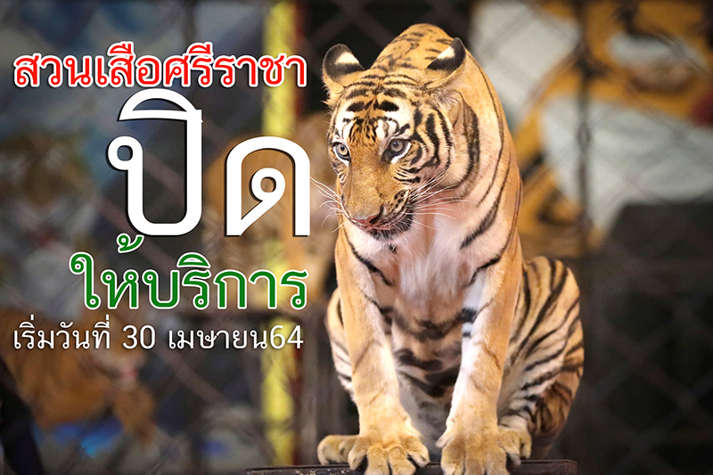 สวนเสือศรีราชาปิดกิจการ สวนเสือศรีราชาปิดกิจการ