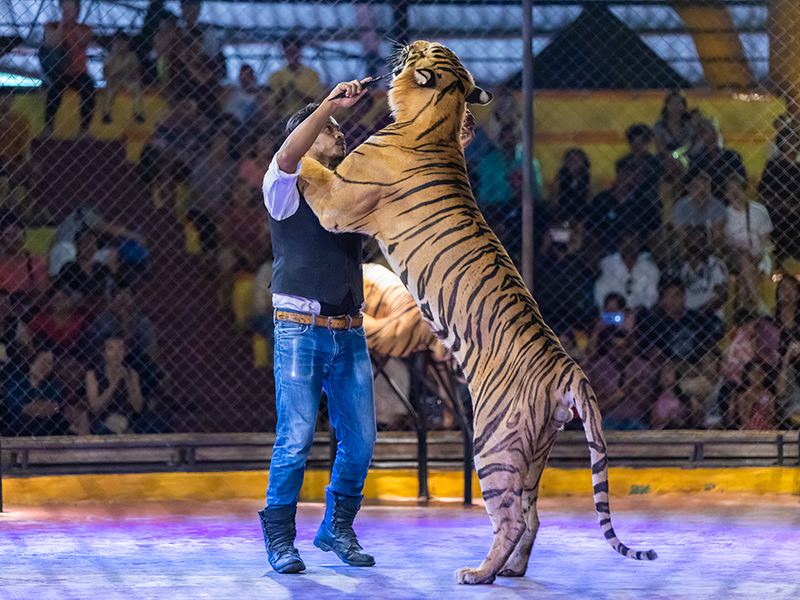 สวนเสือศรีราชาปิดกิจการ สวนเสือศรีราชาปิดกิจการ