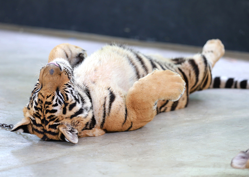 สวนเสือศรีราชาปิดกิจการ สวนเสือศรีราชาปิดกิจการ