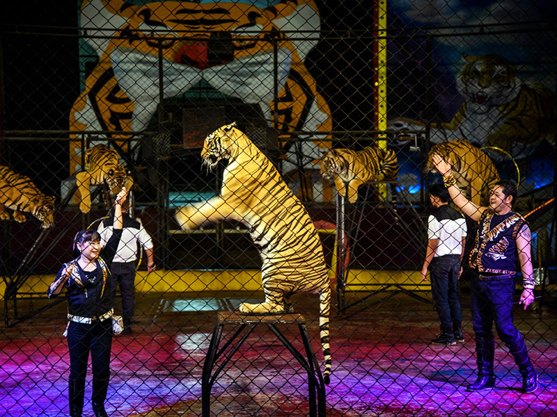 สวนเสือศรีราชาปิดกิจการ สวนเสือศรีราชาปิดกิจการ