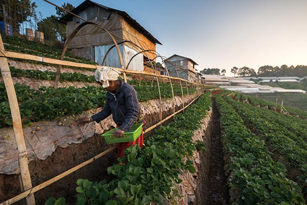 ดอยอ่างขาง ดอยอ่างขาง