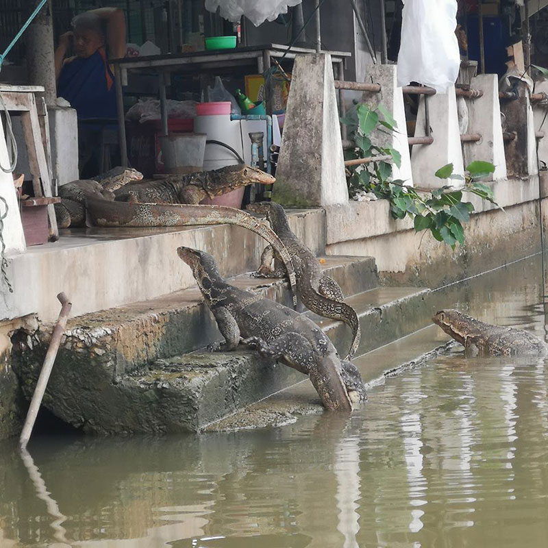ตัวเงินตัวทอง ตัวเงินตัวทอง