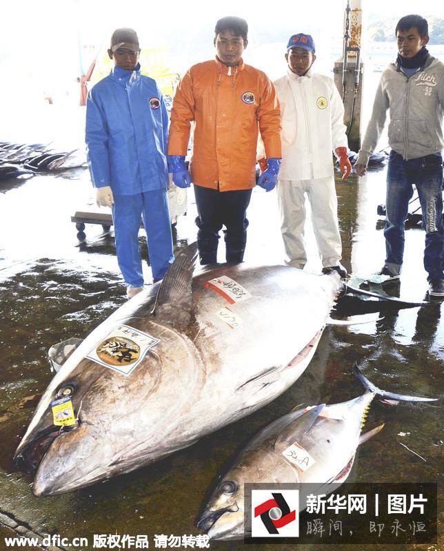 ญี่ปุ่นจับทูน่าขนาดยักษ์ น้ำหนัก 417 กิโลกรัม