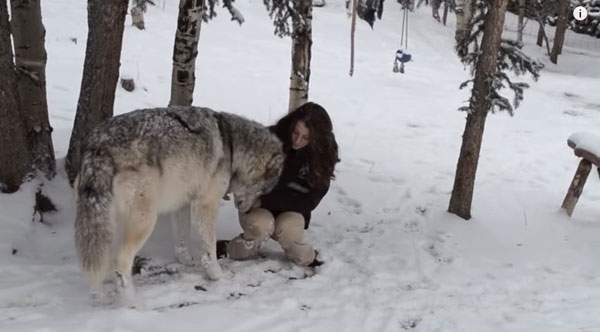 หมาป่าตัวเขื่องอ้อนเจ้าหน้าที่สาว