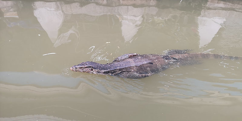 ตัวเงินตัวทอง ตัวเงินตัวทอง