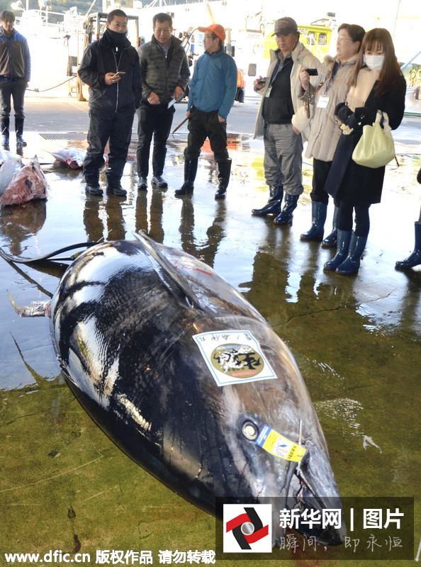 ญี่ปุ่นจับทูน่าขนาดยักษ์ น้ำหนัก 417 กิโลกรัม