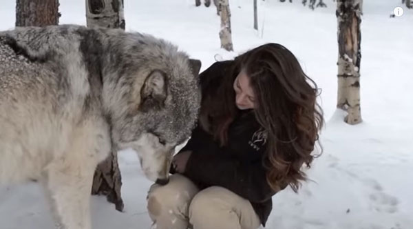 หมาป่าตัวเขื่องอ้อนเจ้าหน้าที่สาว