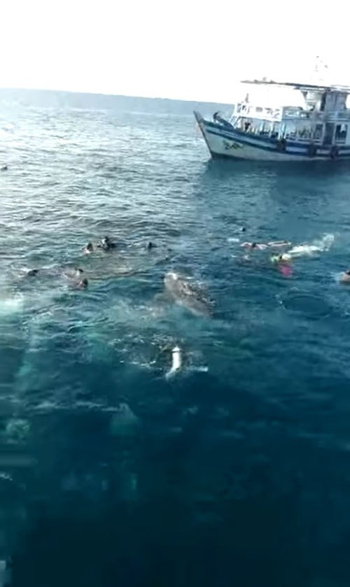 เจอฉลามวาฬที่เกาะเต่า เจอฉลามวาฬที่เกาะเต่า