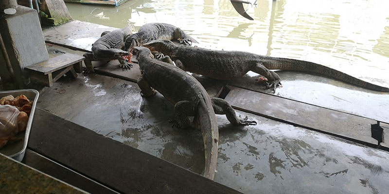 ตัวเงินตัวทอง ตัวเงินตัวทอง