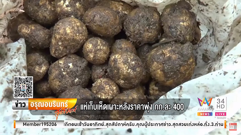 เห็ดเผาะ เห็ดเผาะ