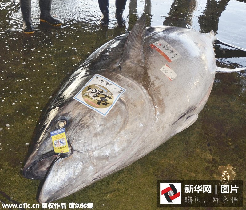 ญี่ปุ่นจับทูน่าขนาดยักษ์ น้ำหนัก 417 กิโลกรัม