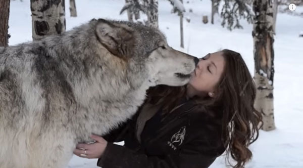 หมาป่าตัวเขื่องอ้อนเจ้าหน้าที่สาว