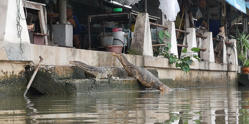 ตัวเงินตัวทอง ตัวเงินตัวทอง