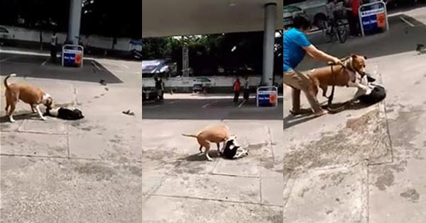 หมาพิทบูลฟัดหมาไทย หมาพิทบูลฟัดหมาไทย