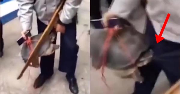 ตะพาบกัดอวัยวะเพศ ตะพาบกัดอวัยวะเพศ