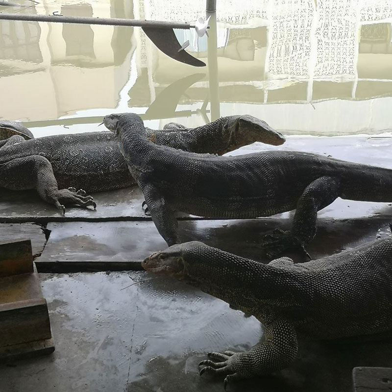 ตัวเงินตัวทอง ตัวเงินตัวทอง