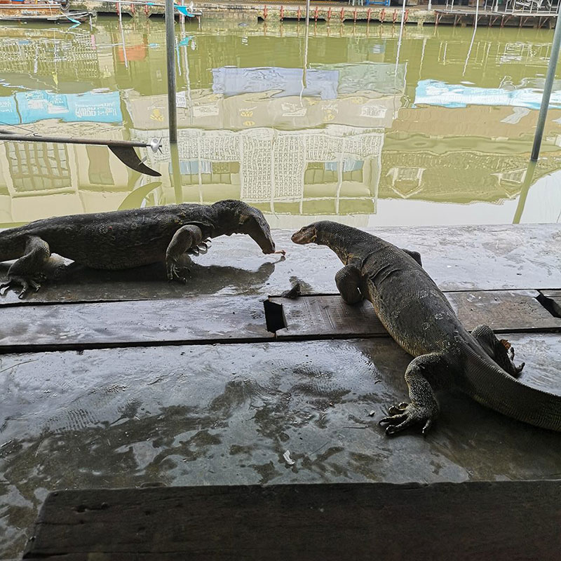 ตัวเงินตัวทอง ตัวเงินตัวทอง